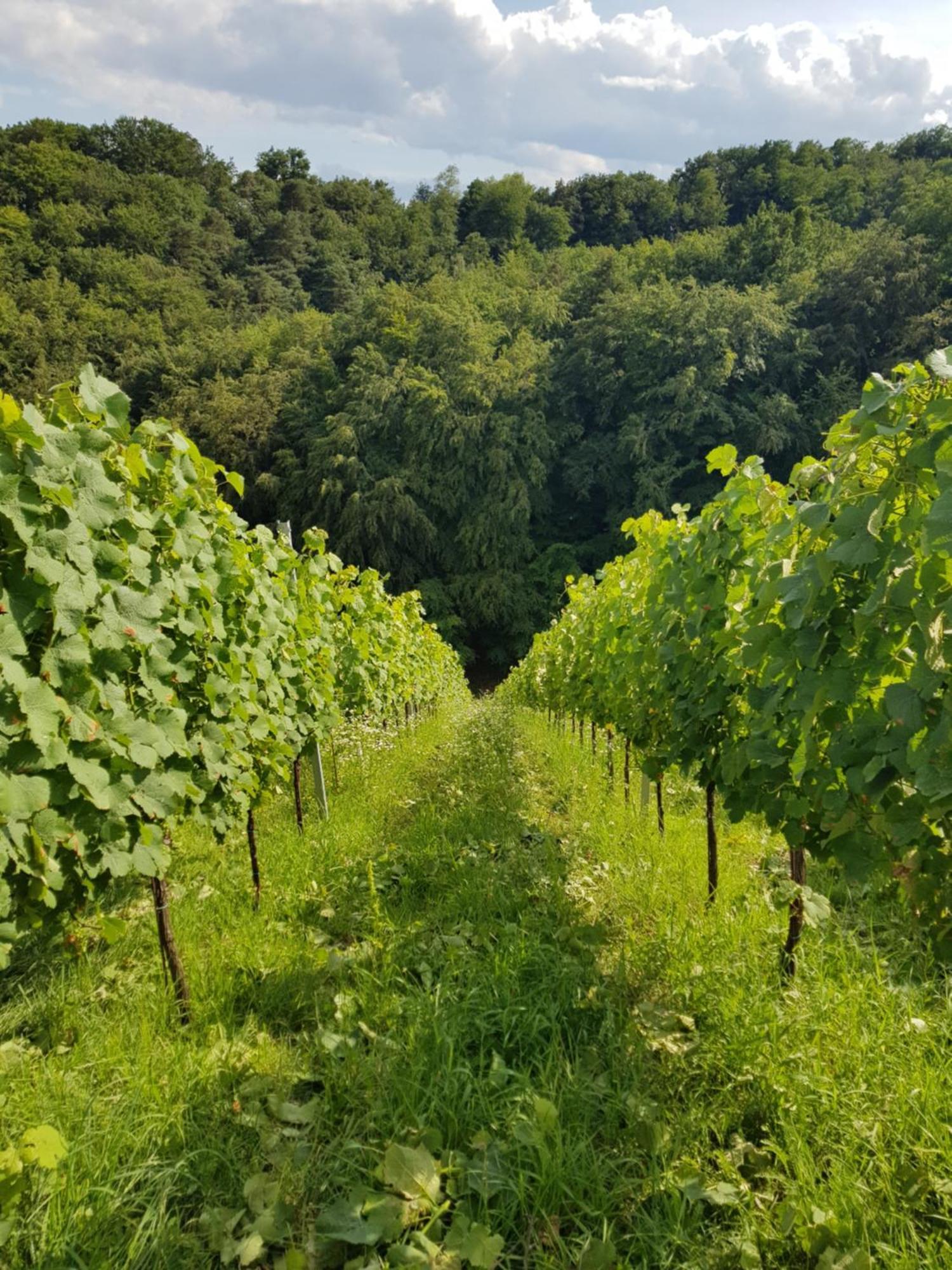 Villa Wine House Kaloh Máribor Exterior foto